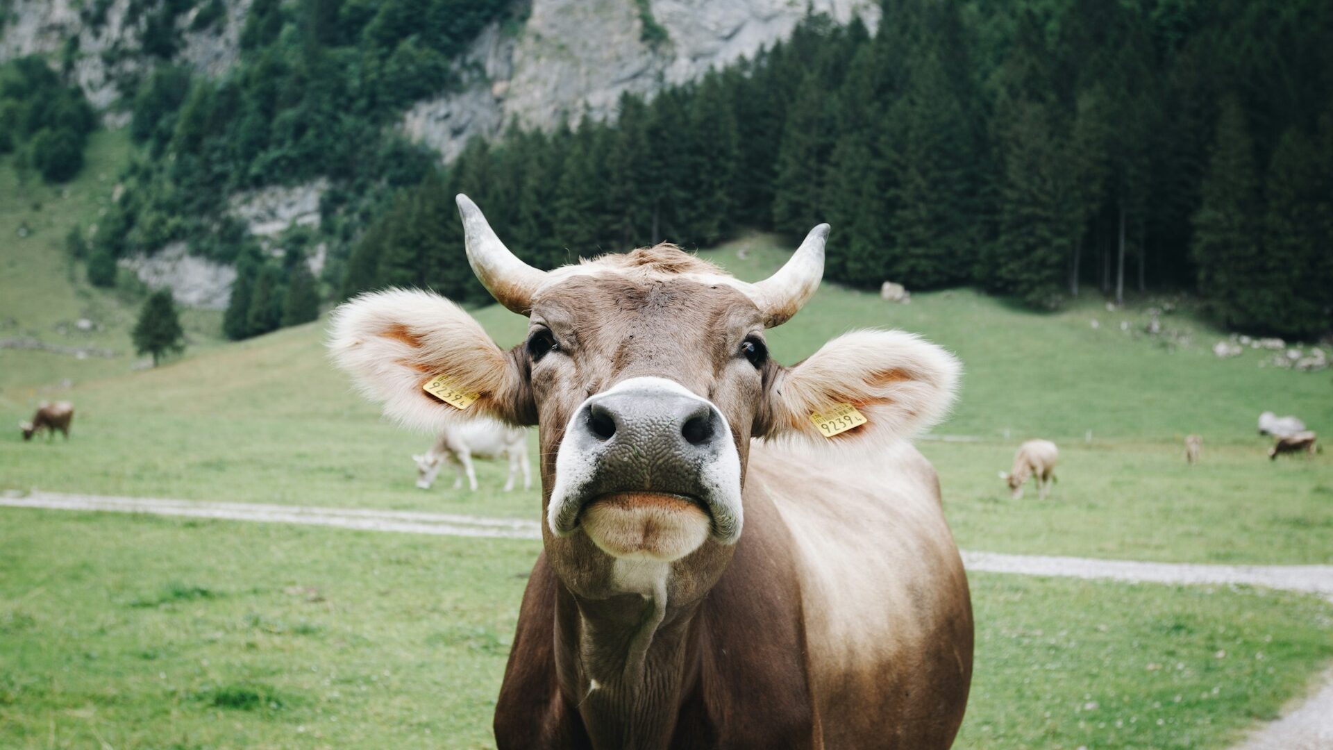 Krowa. Fot. Unsplash.