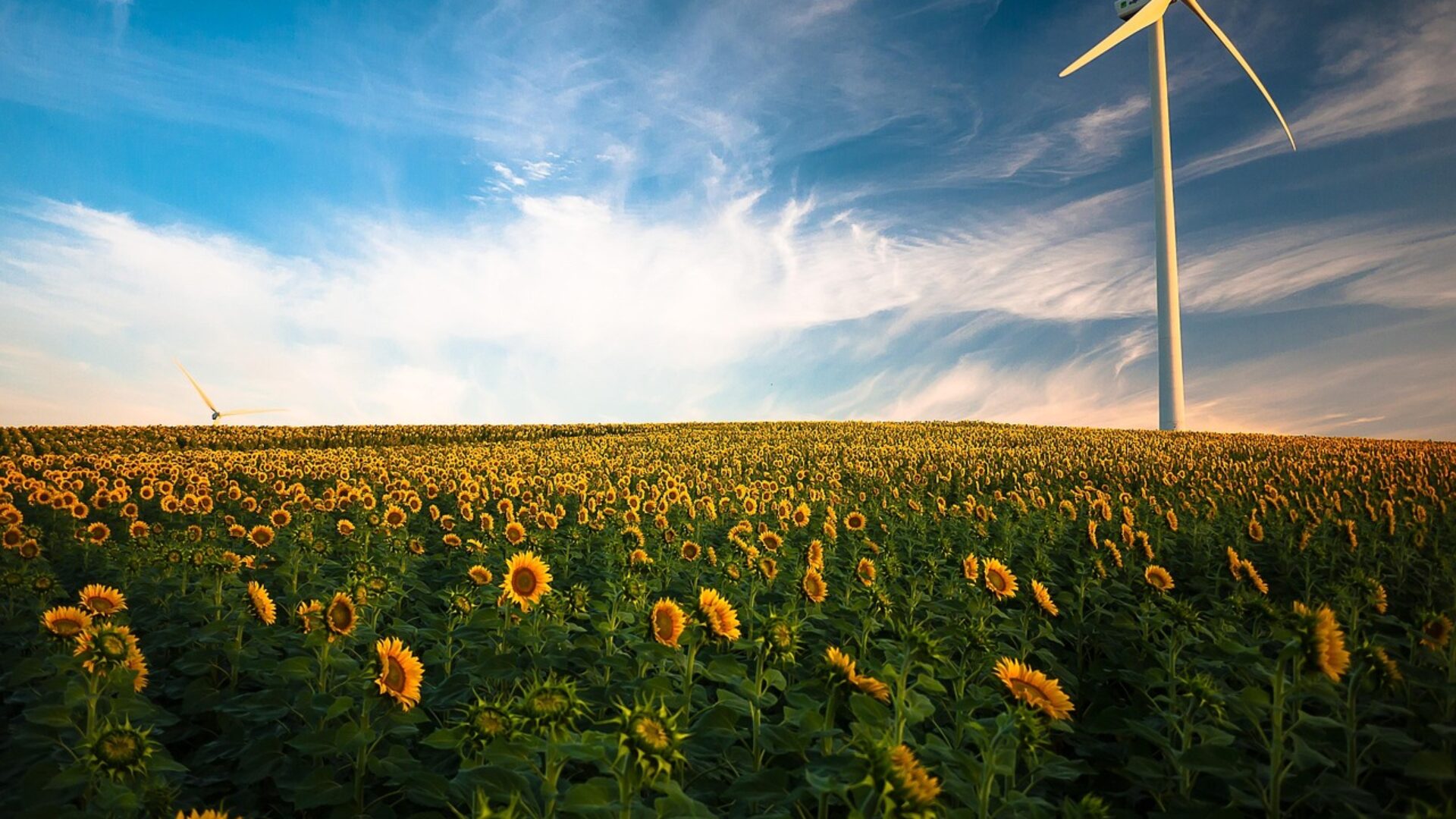 Farma wiatrowa. Fot. Pixabay.
